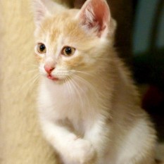 Kamil