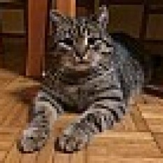 Ryś
