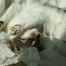 Nala