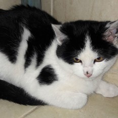 Miauki