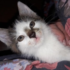 Kajko