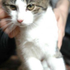 Lila