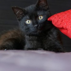 Jagódka