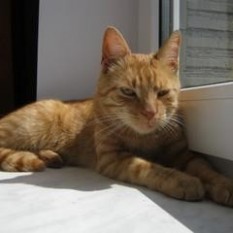 Leoś