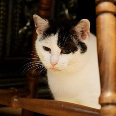 Ciotka