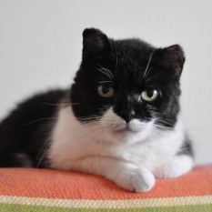 Baba