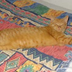 Rudy (Imbir)