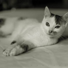 Tatu