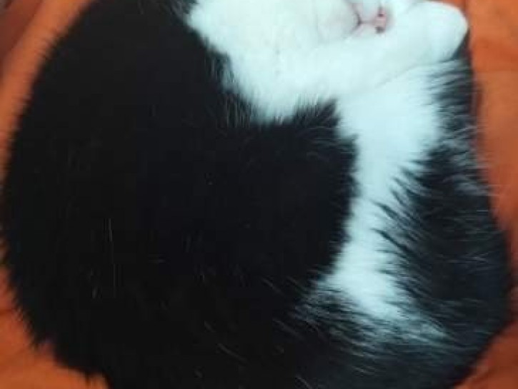 Bilbo