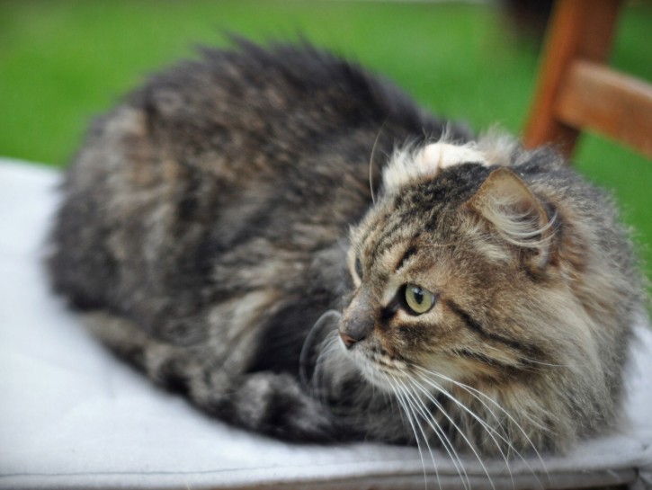 Manul
